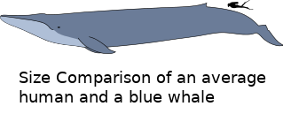 Size comparison of an average human and a blue whale. Author: Kurzon, Wikipedia, License GFDL 1.2 or later.