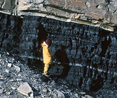 “Thick Seam of Coal, Gondwana,” adapted
East Antarctica Amery Group, Glossopteris Gully
Photo by Michael Hambrey
Professor of Glaciology, Emeritus
Aberystwyth University, Wales, UK
SwissEduc